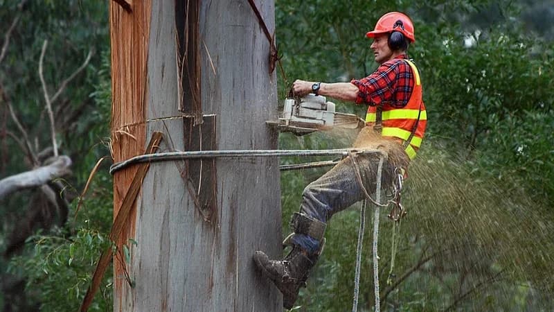 Tree Service services in Austin